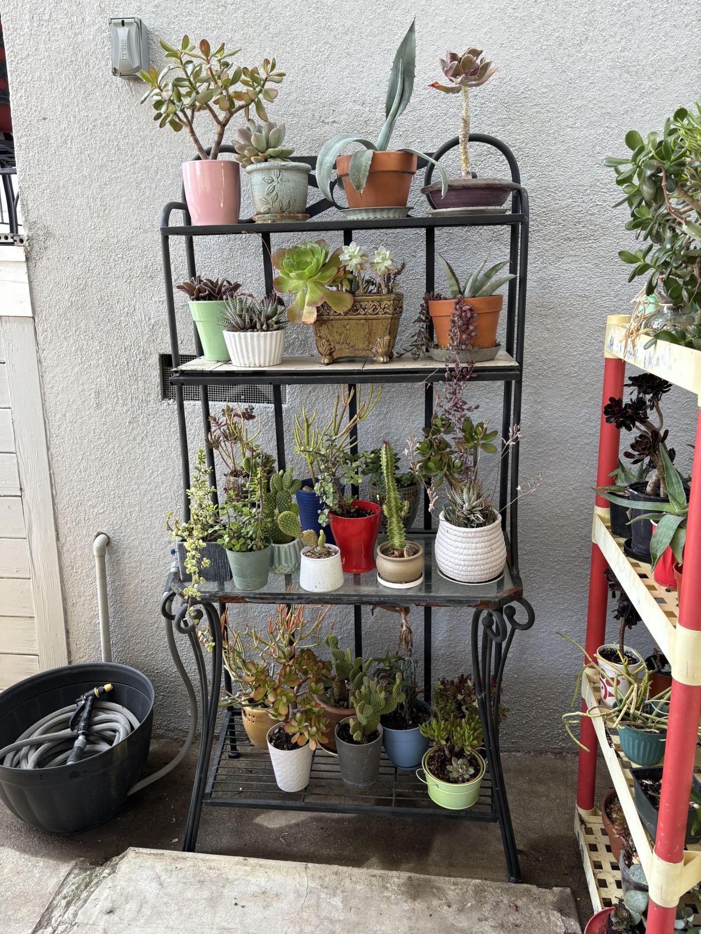 Succulent Plant Sale