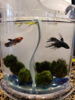 Betta Fish Tank (ONLY!!!)
