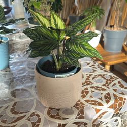 Small Calathea Plant 