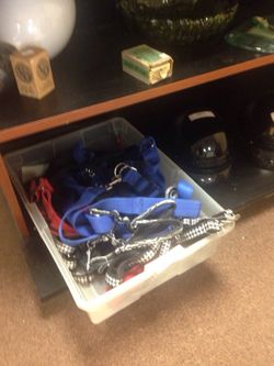 New Dog Leash and Harness