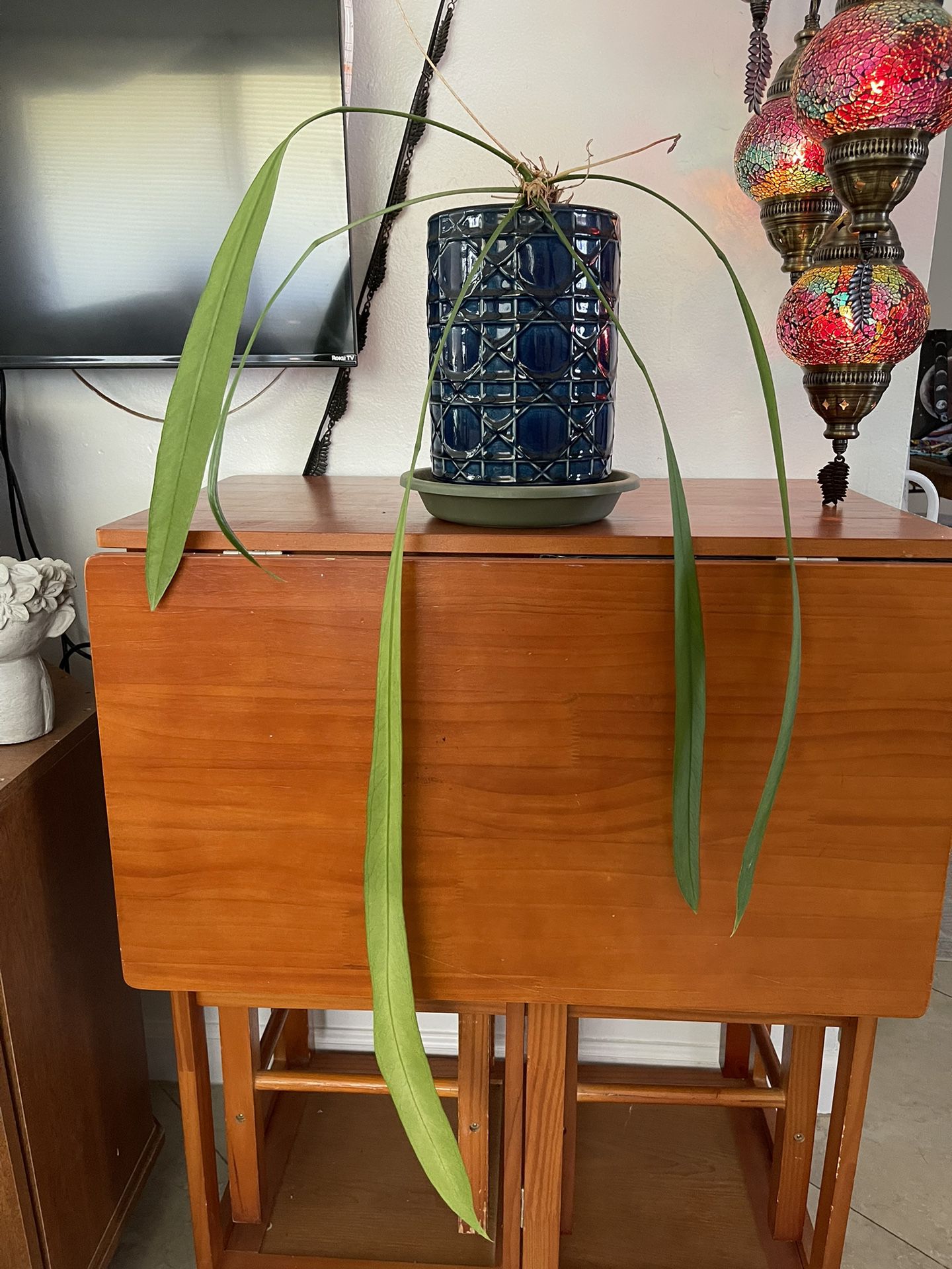 Anthurium pendulifolium Live Plant