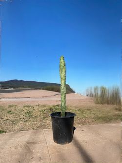 Skinny Totem Pole Cactus Plant