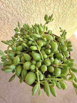 🌷🦋String Of Watermelons  Plant 🌷🦋