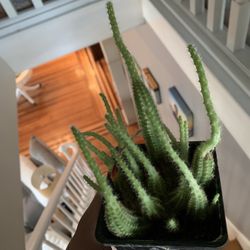 Peanut Cactus Plants!! $12 Each!! 