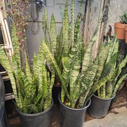 Snake Plants 