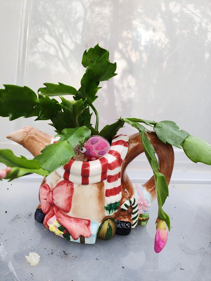 Plantas Naturales En Coloridas Macetas ✨Natural Plants In Colorful And