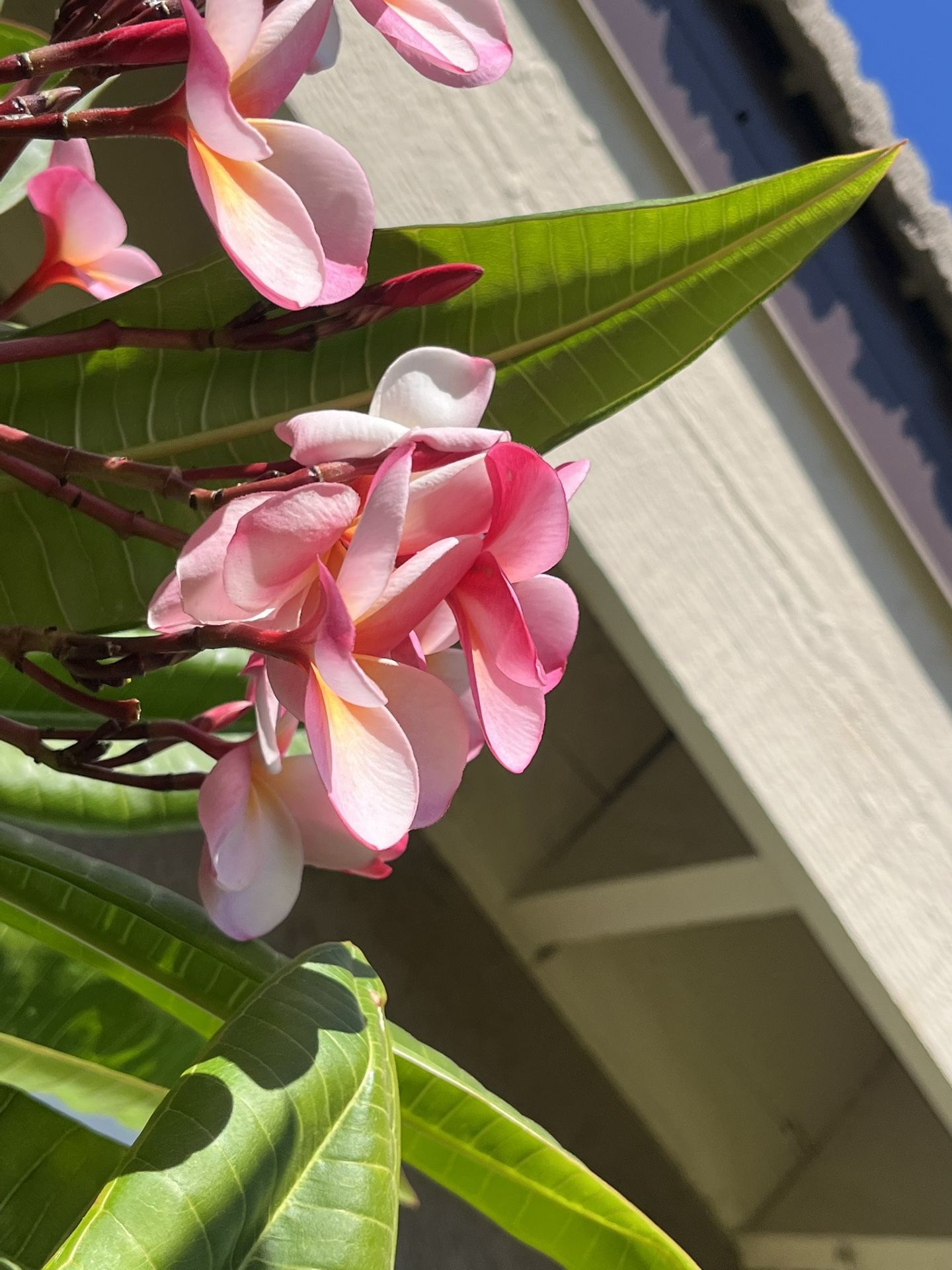 Tri Color Plumeria Cuttings Pink, Burgundy,yellow
