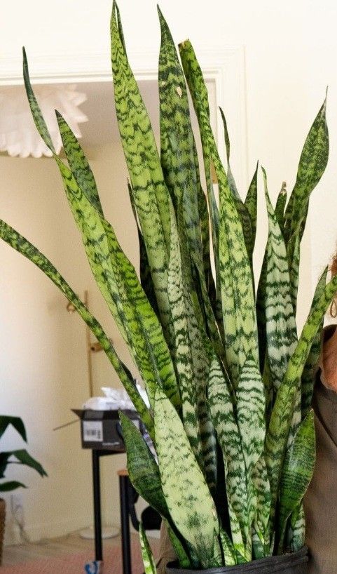 Snake Plant 