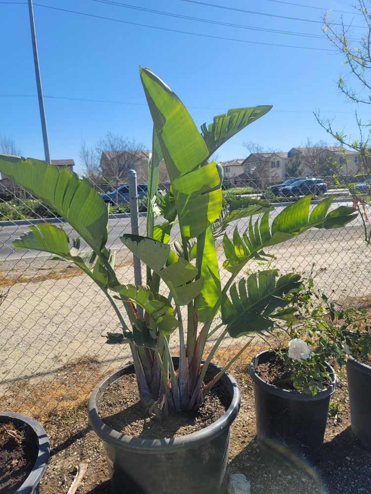 Gigant Bird Of Paradise