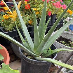 Aloe Vera
