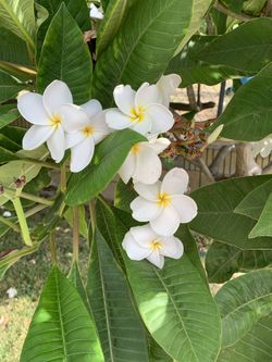 Plantas plumerias $10