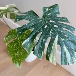 Monstera Thai Constellation 
