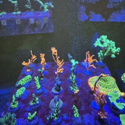 Fake reef tank decor