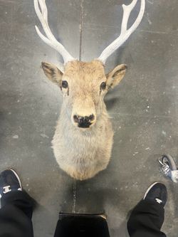 Deer Head