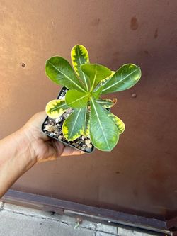 4” variegated desert rose