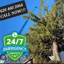 Stump Grinder. Tree Trim Tree Removed