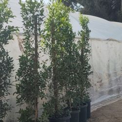 Ficus Nitida 6ft Tall 15 Galons