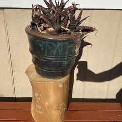 Plant Stand Stumps For Project 