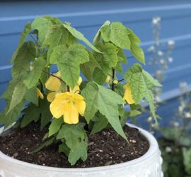 Dwarf Yellow Abutilon Flowering Maple Chinese Lantern Flowers Plant, 1 Gallon