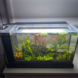 Freshwater Planted Aquarium - Fluval Spec V 5 Gallon Fish Tank - With Live Cardania Shrimp