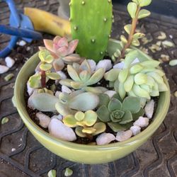 Succulents Combination!!! 8+ Succulents 