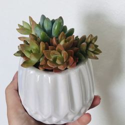 Real Succulent arrangements Home Decor Plant Planter Flower Pot Gift 