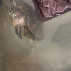 Busco nuevo hogar para mi tortuga 🐢