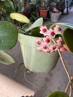 Hoya obovata plant blooming