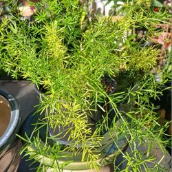 Asparagus Fern Houseplant