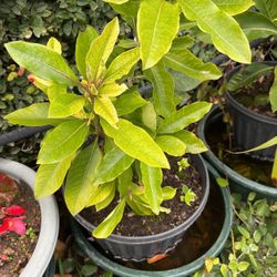 Decorative Green Plant In A Pot 