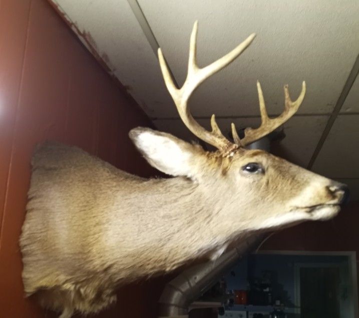 TAXIDERMY DEER HEAD!!