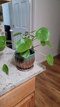 Pilea Peperomioides (Chinese Money Plant / Pancake Plant) About Pilea Peperomioides