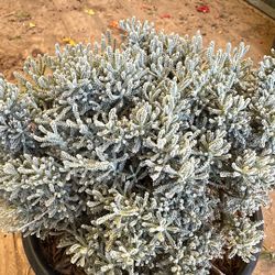 Lavender Cotton Plant 5gal