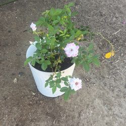 Rosal