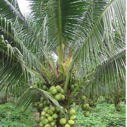 Dwarf Coconut Palm 15gal Palmeras De Coco Enana En 15gal
