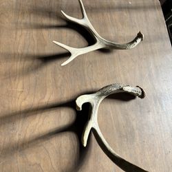2 - 4 Point Deer Antlers