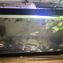 Fish Tank Aquarium Axolotl 