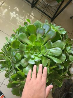 Large aeonium bush succulent
