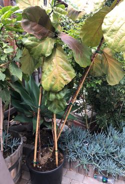 Plant