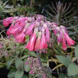 Mother Of Thousands Kalanchoe Succulent