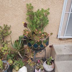 Multiple Succulent Plants 