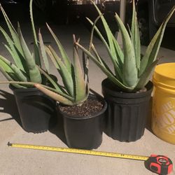 Aloe Vera (yellow flower variety)