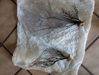 Various Black Natural Sea Fans