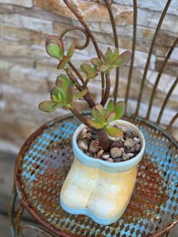 Planter with plant