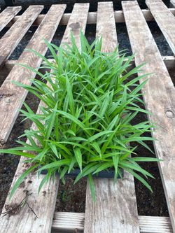 Green Chlorophytum Spider Plant Liners