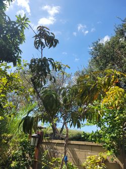 Nectarin Tree 14ft