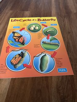 Butterfly Lifecycle Classroom Poster