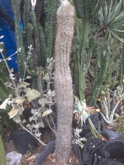 Oh Man Cactus Plant