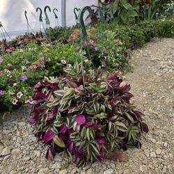 Wandering Jew Hanging Basket Plant