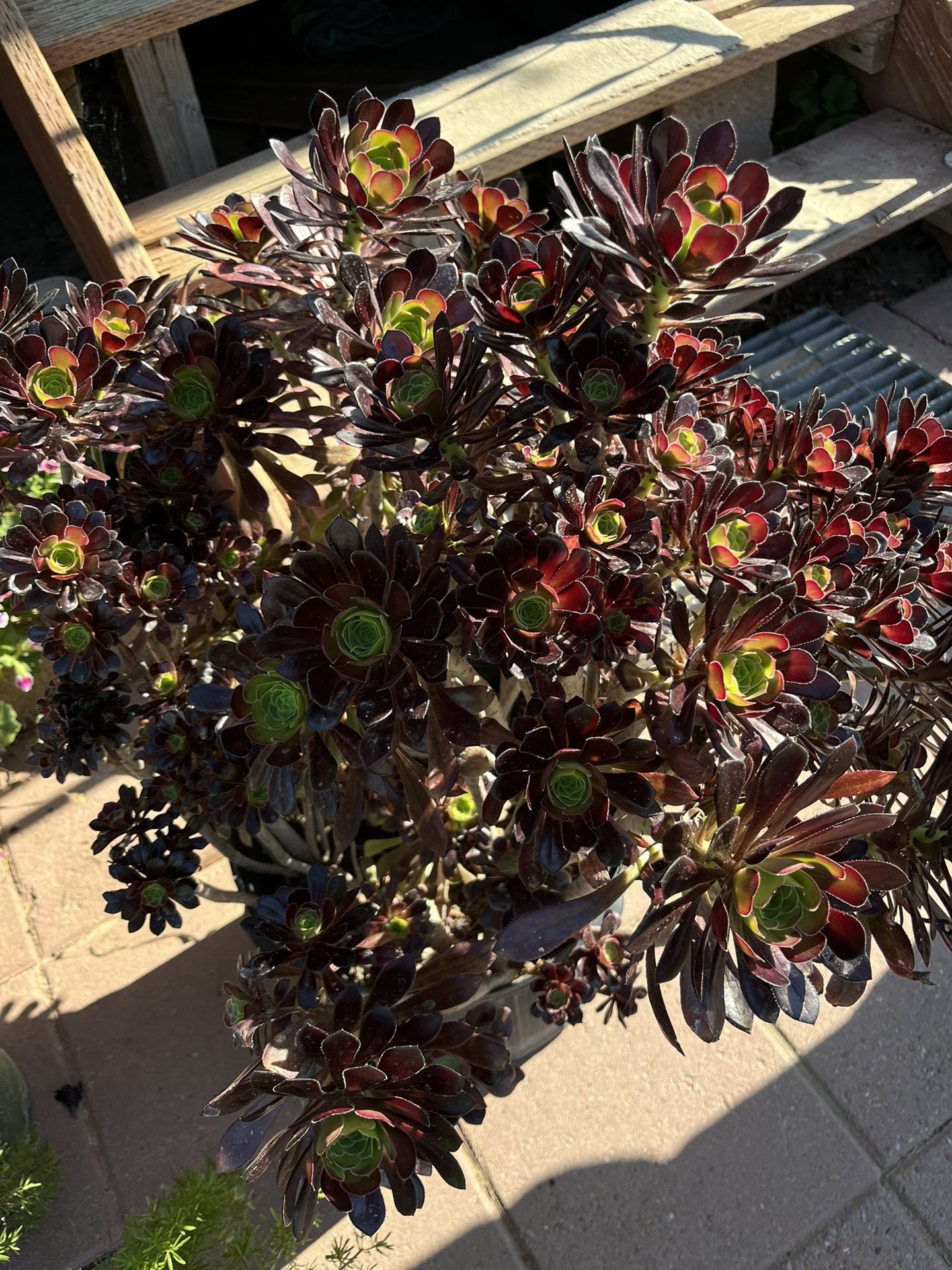 Plants